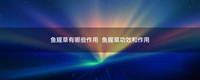 鱼腥草2.jpg