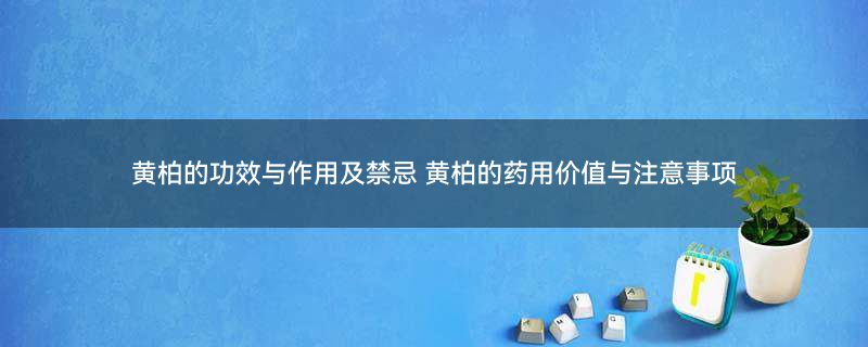 黄柏1.jpg